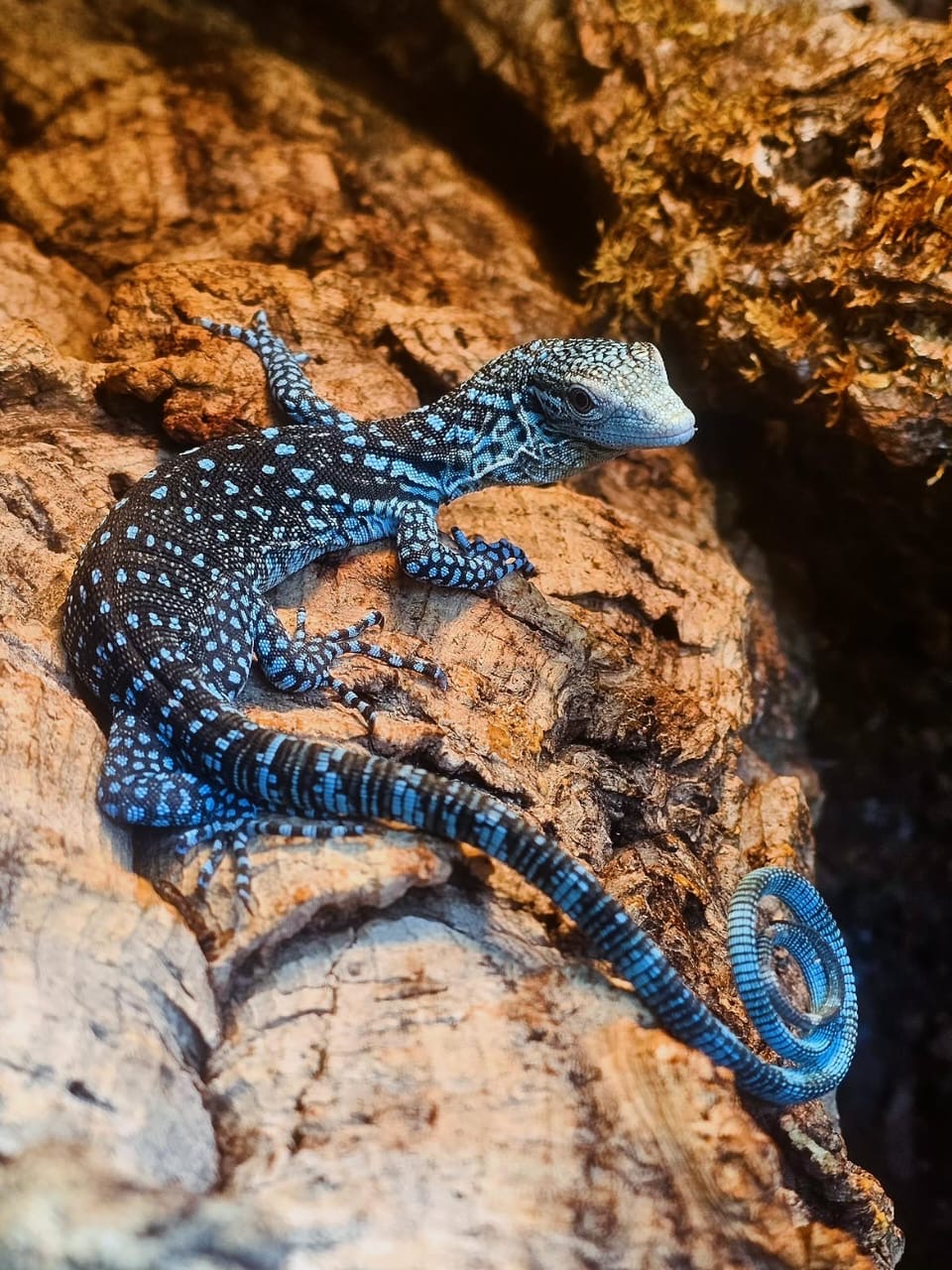 Blue tree monitor (Varanus macraei)