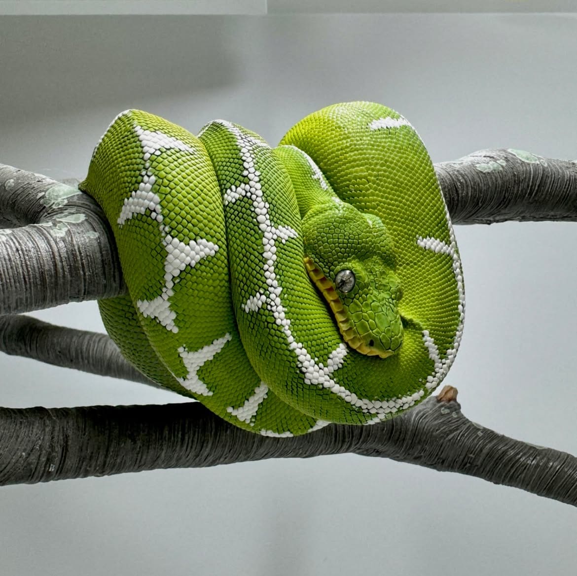Amazon Basin emerald tree boa (Corallus batesii) coiled on a branch