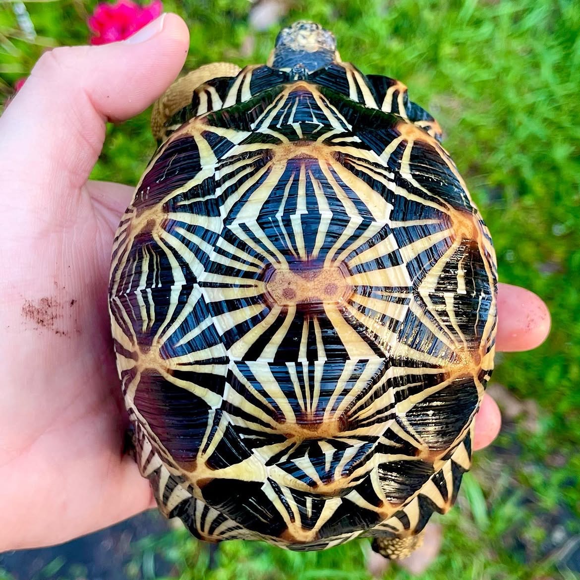 Madagascar radiated tortoise (Astrochelys radiata)